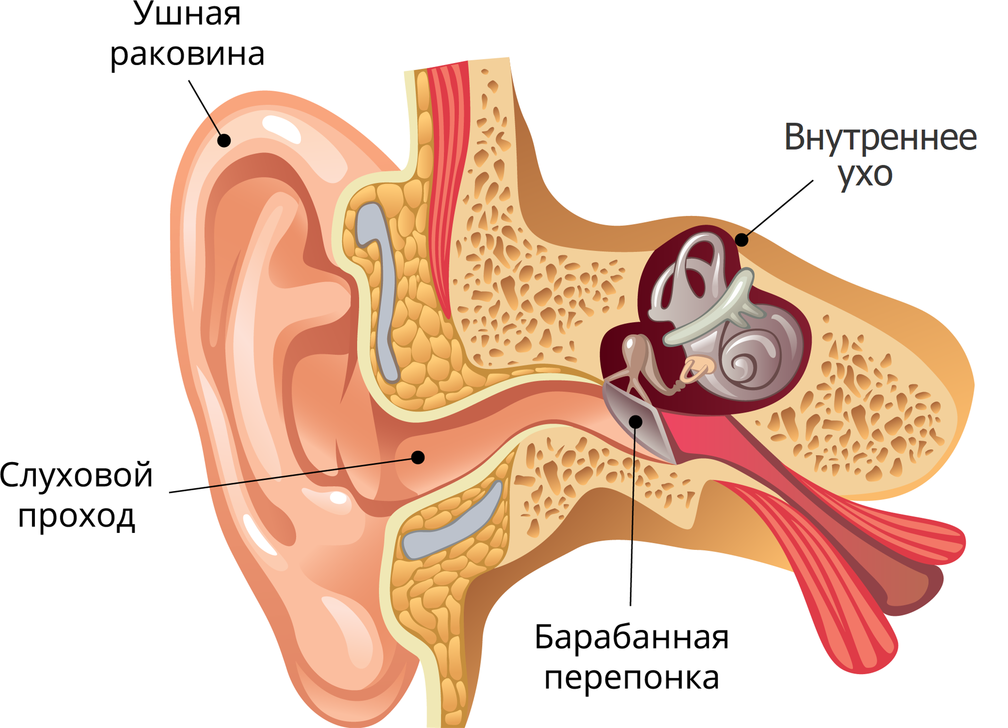 Улитка входит в состав уха