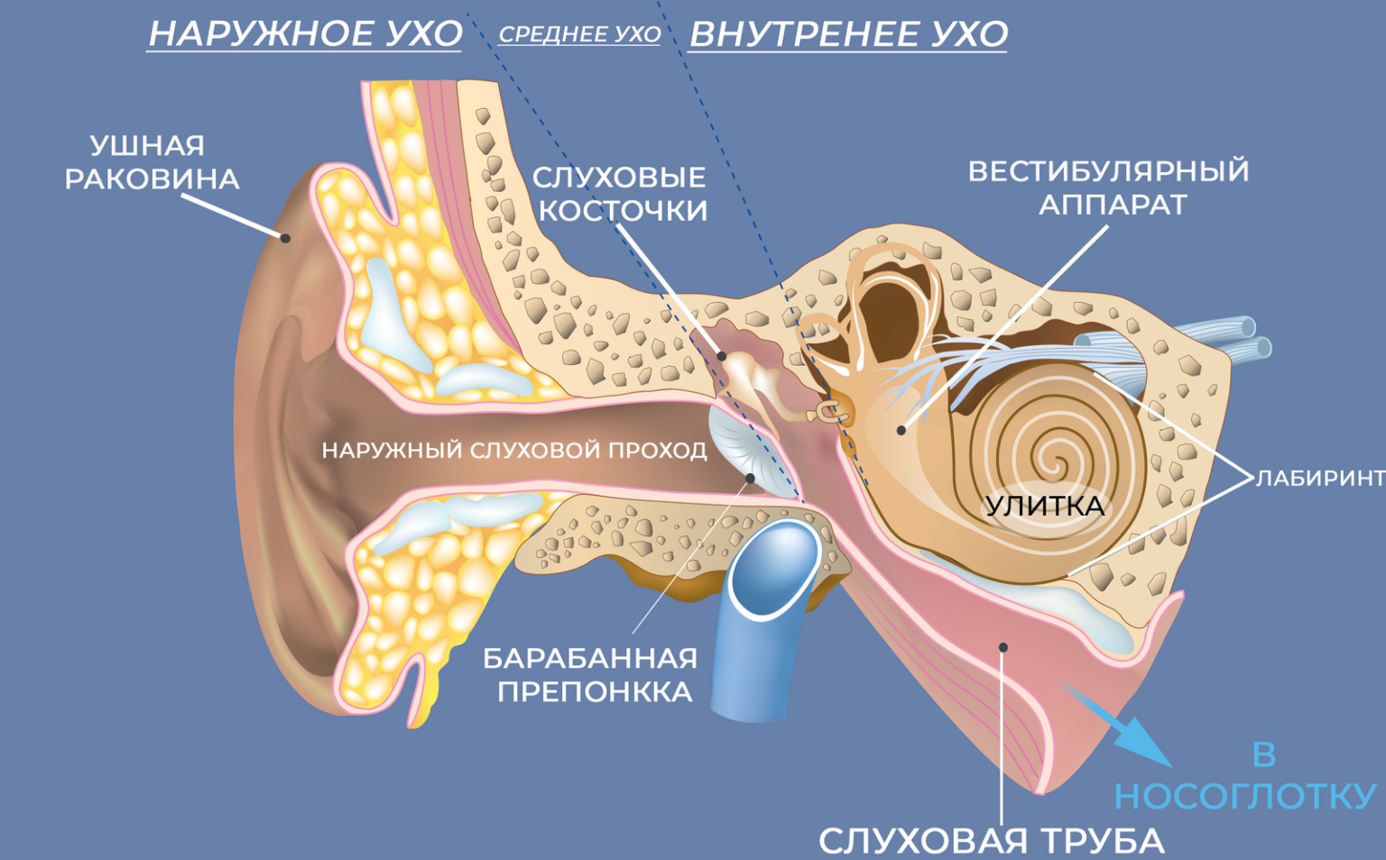 Барабанная перепонка овальное окошко стремечко. Барабанная перепонка строение уха. Строение наружного уха барабанная перепонка. Анатомия уха барабанная перепонка. Строение наружного слухового прохода.