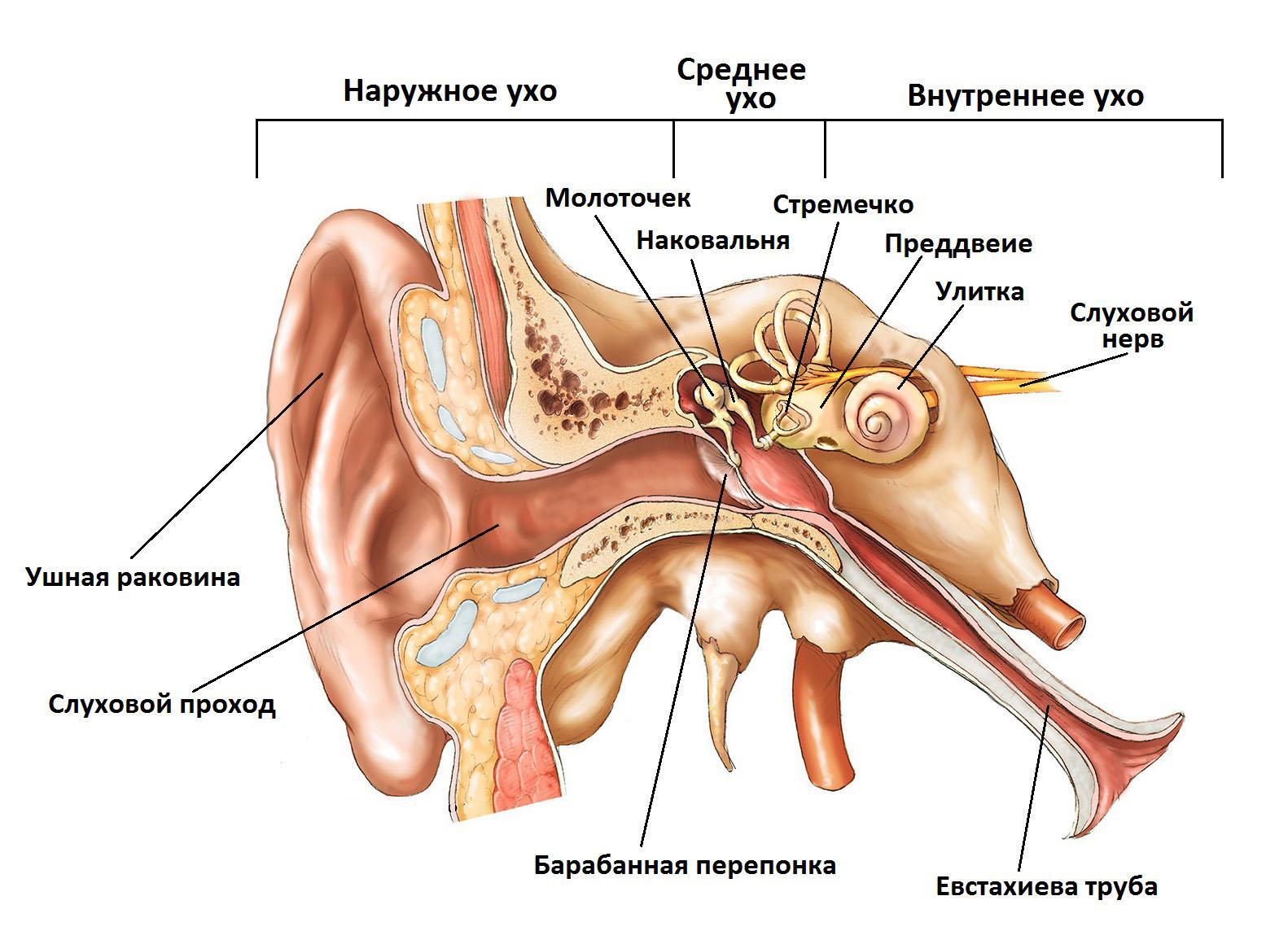 Наружный слуховой проход