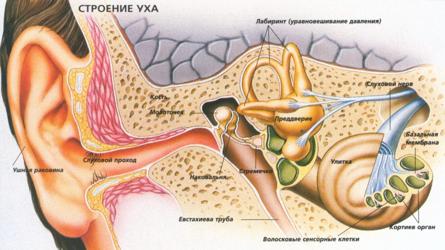 Слуховой аппарат строение анатомия. Строение уха человека евстахиева труба. Евстахиева труба внутреннее ухо